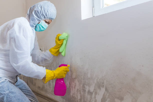 Best Asbestos and Lead Testing During Mold Inspection in Gratton, VA