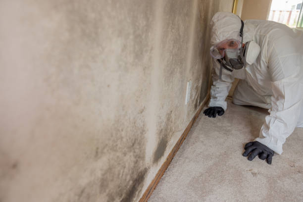 Best Mold Damage Restoration in Gratton, VA